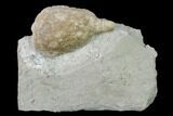 Cystoid (Holocystites) Fossil - Indiana #136973-1